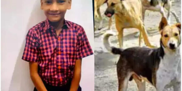 ഫണ്ട്-തട്ടിപ്പിന്-തെരുവുനായ്ക്കളുടെ-എണ്ണംകൂട്ടുന്ന-ജന്തുക്ഷേമ-സംഘടനകൾ;-ഫലമില്ലാതെ-വന്ധ്യംകരണം;-കള്ളിങ്ങിനെ-ഭീകരതയായി-ചിത്രീകരിച്ച്-മൃഗസ്നേഹികൾ;-എതിർപ്പ്-ഭയന്ന്-നിലപാട്-ഉറപ്പിക്കാനാകാതെ-സംസ്ഥാന-സർക്കാർ