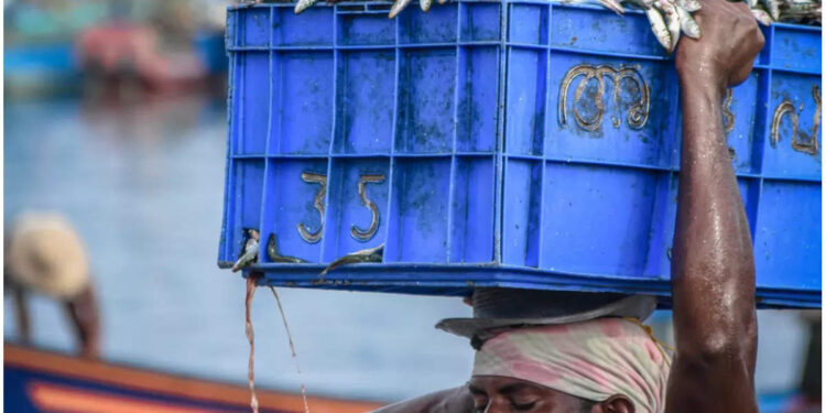 മത്തി-അയല-ലഭ്യത-കൂടി:-എന്താണ്-കാരണം?