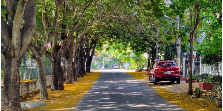 റോഡരികുകളിൽ-വനംവകുപ്പ്-ബലം-കുറഞ്ഞ-മരങ്ങൾ-വളർത്തുന്നത്-എന്തിന്?-നിരത്തുകളിൽ-ഗുൽമോഹറും-മഴവൃക്ഷങ്ങളും-നിറഞ്ഞതെങ്ങനെ?