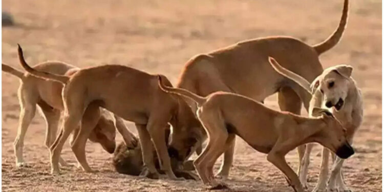 പേവിഷ-മരണങ്ങൾ-20,000;-ഇരയാകുന്നത്-ദരിദ്രർ;-എബിസി-എവിടെയും-വിജയിച്ചില്ല;-തെരുവുനായ-വന്ധ്യംകരണം-പരാജയപ്പെടുന്നതിന്റെ-കാരണമെന്ത്?