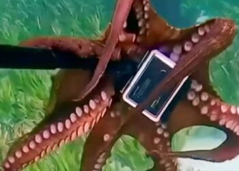 കൗമാരക്കാരന്‍റെ-ക്യാമറ-പിടിച്ച്-വാങ്ങി-നീരാളി;-വിഡിയോ-വൈറൽ