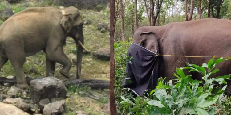 അരിക്കൊമ്പന്‍റെ-ആരോഗ്യനില-തൃപ്തികരം,-തമിഴ്നാട്-വിവരം-കൈമാറി;-പിടി-7-വിഷയവും-ചർച്ചചെയ്ത്-വനം-മന്ത്രി