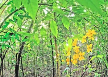 കടലിനൊപ്പം-കാടും-കയറാം:-മുനയ്‌ക്കൽ-ബീച്ചിലുണ്ട്-മിയാവാക്കി-മാതൃകാ-വനം