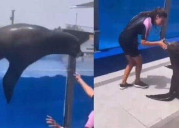 അക്വേറത്തിൽ-നിന്ന്-ചാടാൻ-ശ്രമിക്കുന്ന-ഭീമൻ-കടൽ-സിംഹം,-രക്ഷിക്കാനെത്തിയ-സുരക്ഷ-ജീവനകാരിക്ക്-പറ്റിയത്-കണ്ടോ