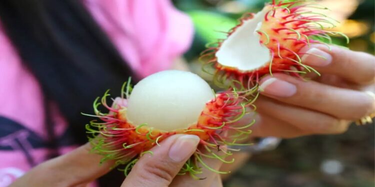 റംബൂട്ടാന്-കഴിച്ചാല്-ഗുണം-പലത്