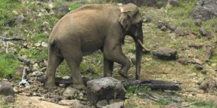 അരിക്കൊമ്പൻ-ദൗത്യം;-16-ലക്ഷം-രൂപ-എവിടെപ്പോയി,-എങ്ങനെ-ചെലവായി?-കണക്കുകൾ-വ്യക്തമാക്കാതെ-വനംവകുപ്പ്