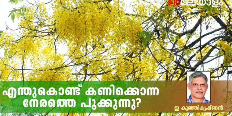 vishu-2023:-എന്തുകൊണ്ട്-കണിക്കൊന്ന-നേരത്തെ-പൂക്കുന്നു?
