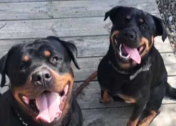 ഉടമയെ-ആക്രമിച്ച-റോട്ട്‌വീലേഴ്സ്-നായ്ക്കളെ-ദയാവധത്തിന്-വിധേയമാക്കി