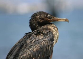 സൊകൊട്ര-കൊർമോറന്റ്-പക്ഷികളുടെ-ഫീഡിങ്-മേഖലയായി-മുസന്ദം