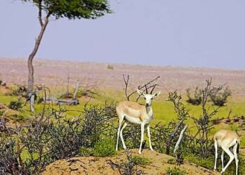 ഹൈമയിലെ-അറേബ്യൻ-ഒറിക്സ്-സാങ്ച്വറി-1,300-ലധികം-സന്ദർശകരെ-സ്വീകരിച്ചു