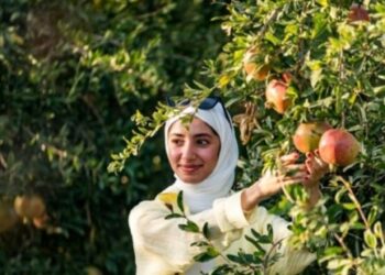 ഗ്രീൻ-മൗണ്ടൻ-മാതള-നാരങ്ങ-വിളവെടുപ്പ്