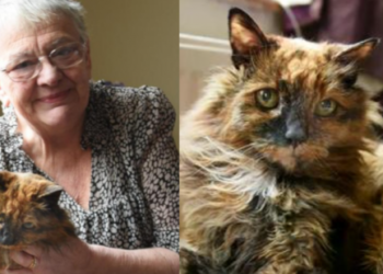 പൂച്ച-മുത്തശ്ശി-റോസി-ഓർമയായി