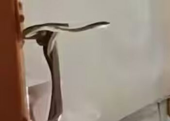 ​ഗരീബ്‍രഥിൽ-പാമ്പ്