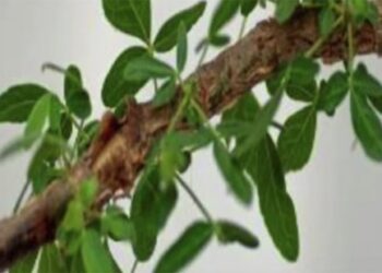 1000-വർഷം-പഴക്കമുള്ള-വൃക്ഷവിത്ത്‌-മുളപ്പിച്ച്‌- ശാസ്ത്രജ്ഞർ