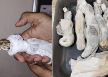 ടൂത്ത്‌-പേസ്റ്റിന്റെ-കവറിൽ-മുതലക്കുഞ്ഞുങ്ങളെ-കടത്താൻ-ശ്രമം;-രണ്ടു-പേർ-അറസ്റ്റിൽ