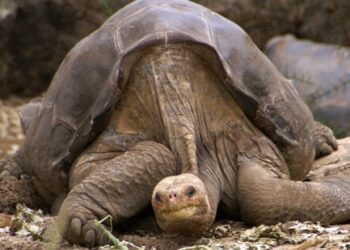 ആമയെ-പിടിച്ച്-കറിവച്ചു:-യുവാക്കൾ-കസ്റ്റഡയിൽ