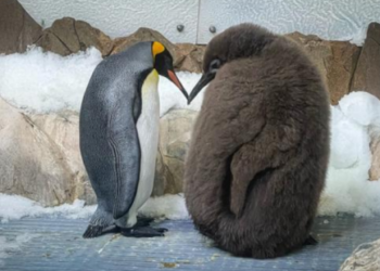 സമൂഹമാധ്യമങ്ങളിൽ-താരമായി-പെസ്റ്റോ