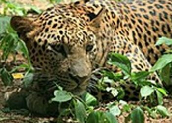 ക​ർ​ണാ​ട​ക-സർവകലാശാല-കാ​മ്പ​സി​ൽ-പു​ള്ളി​പ്പു​ലി