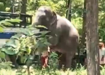 സിനിമാ-ഷൂട്ടിങ്ങിനിടെ-ആനപ്പോര്‌:-പരിക്കേറ്റ്-കാടുകയറിയ-ആനയ്ക്കായി-തിരച്ചിൽ