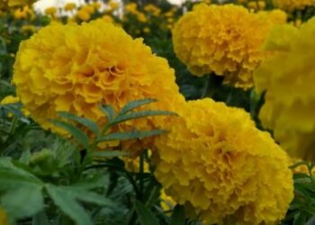 ഓറഞ്ചിൽ-കണ്ണിര്‌;-വിരിഞ്ഞു-മഞ്ഞ