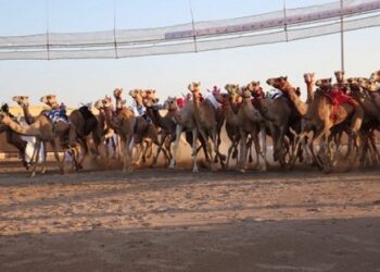 ഒമാനിൽ-ഒട്ടകയോട്ട-മത്സര-സീസൺ-തുടങ്ങി