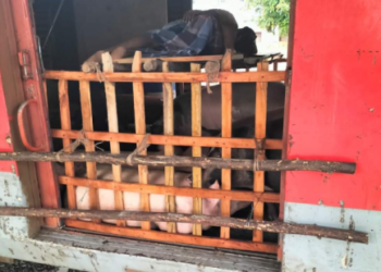 പന്നികളെ-കുത്തിനിറച്ച്‌-ബോഗി,-മൂക്കുപൊത്തി-യാത്രക്കാർ